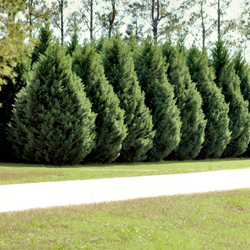 Leyland Cypress Unrooted Cuttings 6-7" (15 Pack) Cupressus × leylandii
