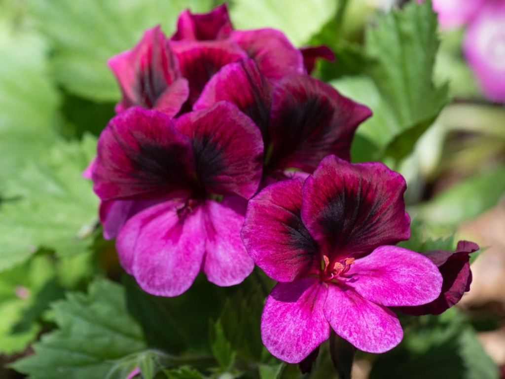 Martha Washington Geranium Pelargonium - Four 5-Inch Cuttings for Rooting, Mixed Color
