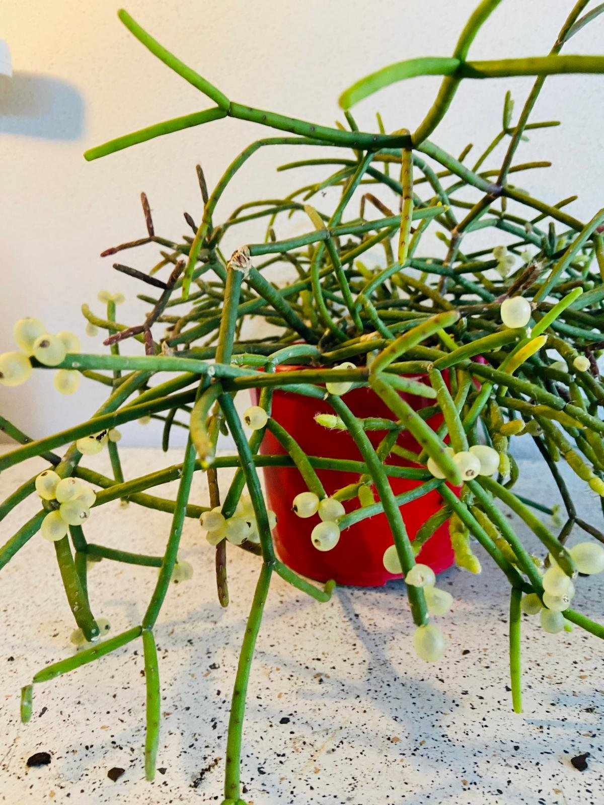 Rhipsalis cassutha Cuttings - 5 Stem Pieces, Epiphytic Cactus, Red Fruit Form, Zones 10-12