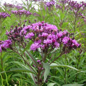 Vernonia noveboracensis (New York Ironweed) 500 mg Seeds for Planting - Native Perennial Wildflower