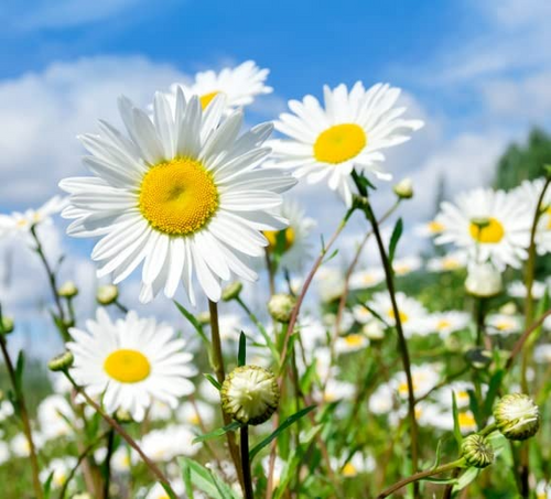 1,000 Shasta Daisy Seeds | Leucanthemum × superbum – White Perennial Flowers for Borders & Pollinator Gardens