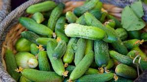 100+ Pickling Cucumber Seeds | Cucumis sativus | Non-GMO Seeds for Pickles & Garden