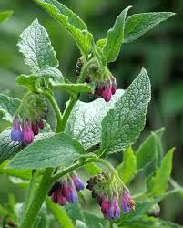 Russian Comfrey Unrooted Cuttings (Bocking 14) - Symphytum x uplandicum - 10 Cuttings | Organic Fertilizer & Composting