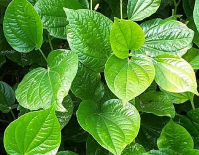 Piper Sarmentosum Bareroot Cuttings (12) Wild Betel Leaf - Thai Herb, Rooting Cuttings