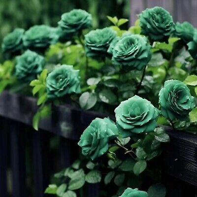 Scottish Green Rose Seeds - Rare Heirloom Rosa spp. 20 Seeds