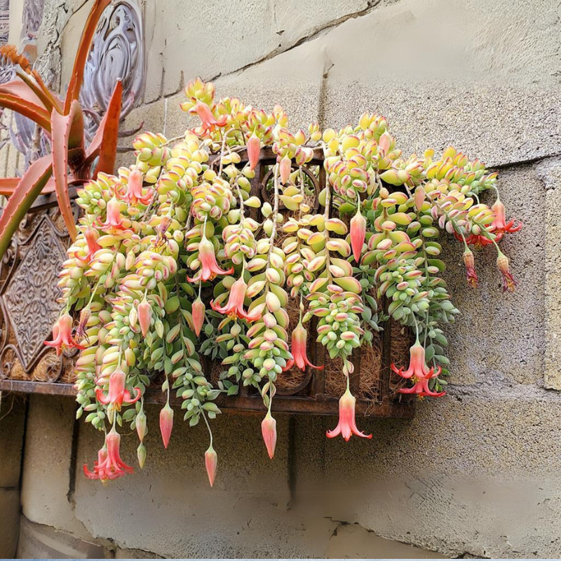 Cotyledon Pendens Succulent Cuttings - 3 Unrooted, 3-4 in Each
