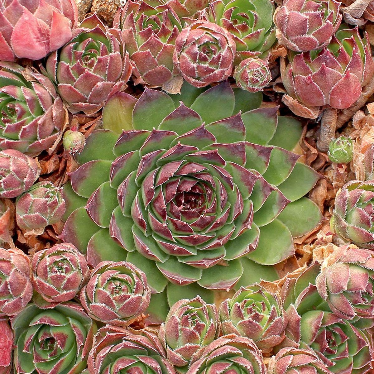 Sempervivum tectorum Hens and Chicks Succulent Cuttings - 20 x 1-1.5"