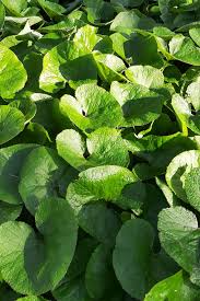 Wild Ginger (Asarum canadense) - 10 Bare Root Plants | Native Woodland Ground Cover