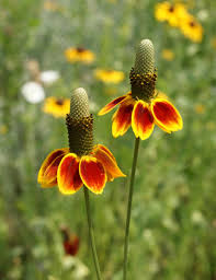 Mexican Hat (Ratibida columnifera) Seeds - 250 Seeds for Meadows & Pollinator Gardens