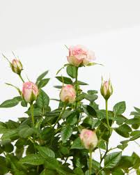 Organic Pink Miniature Rose Unrooted Cuttings (Rosa 'Fairy') - 15 x 6" for Grafting or Rooting