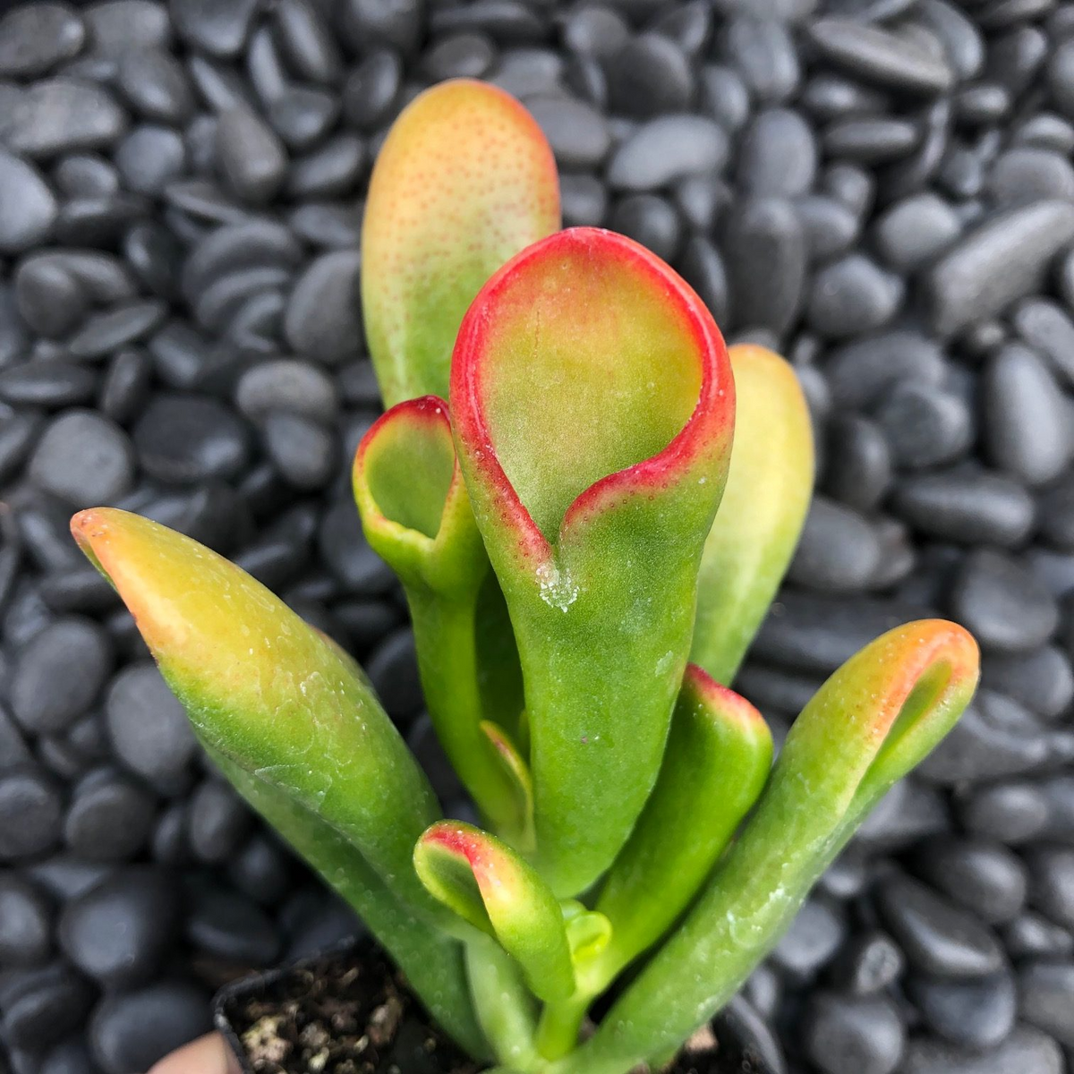 Hobbit Jade Live Cutting (Crassula ovata 'Shrek Ears') - 6" Bare-Root Cutting, Red Tips, Zone 10+