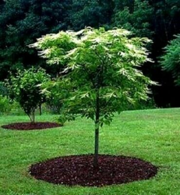 Lily of the Valley Sourwood Seeds (Oxydendrum arboreum) – 100 Seeds for Native Tree