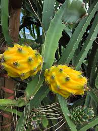 Yellow Dragon Fruit Palora Variety Cutting (3-4") for Rooting - Hylocereus megalanthus