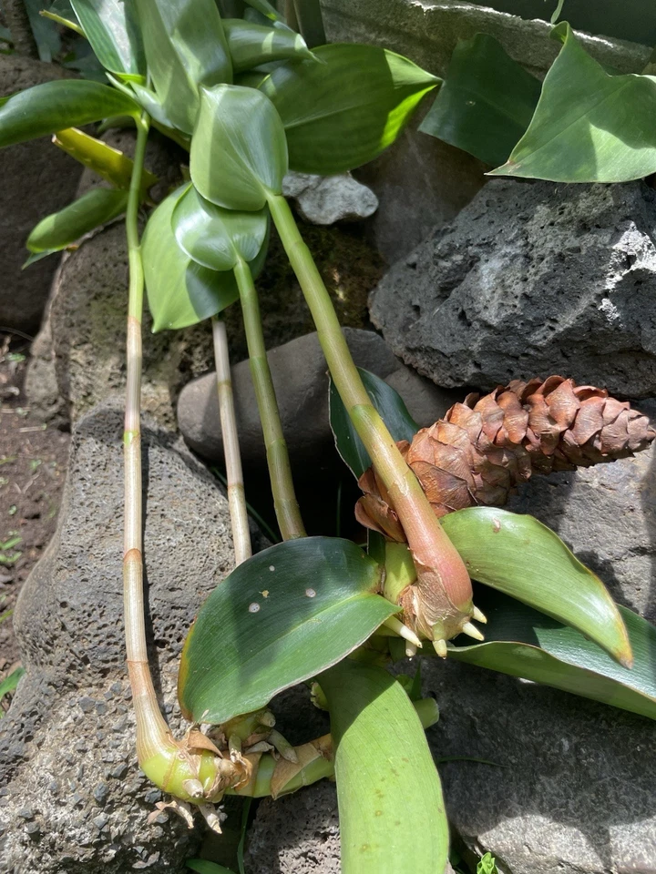 Costus Woodsonii Cuttings - 12 Pcs Hawaiian-Grown Red Cone Ginger, 8-10"
