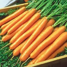 Tendersweet Carrot Seeds - Heirloom, Non-GMO, 250 Seeds for Garden Beds, Containers