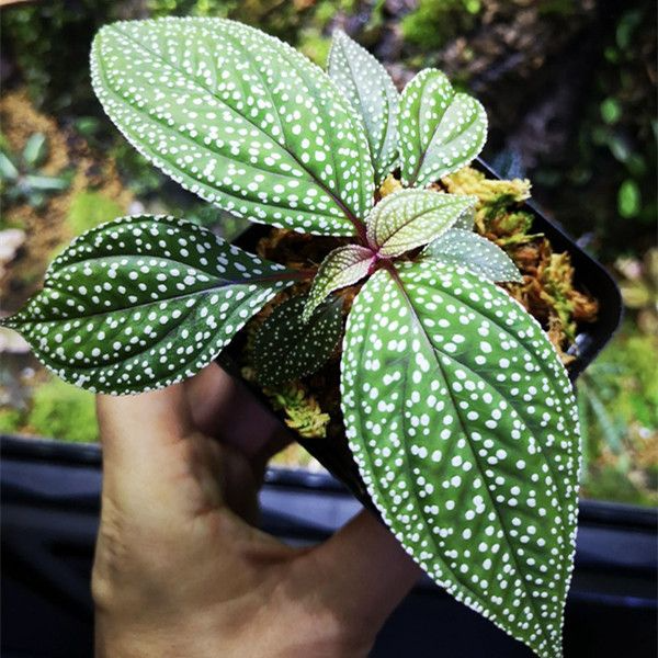 Sonerila 'Galaxy' Terrarium Plant | Rare Melastomataceae, Potted with Roots, Low-Medium Light