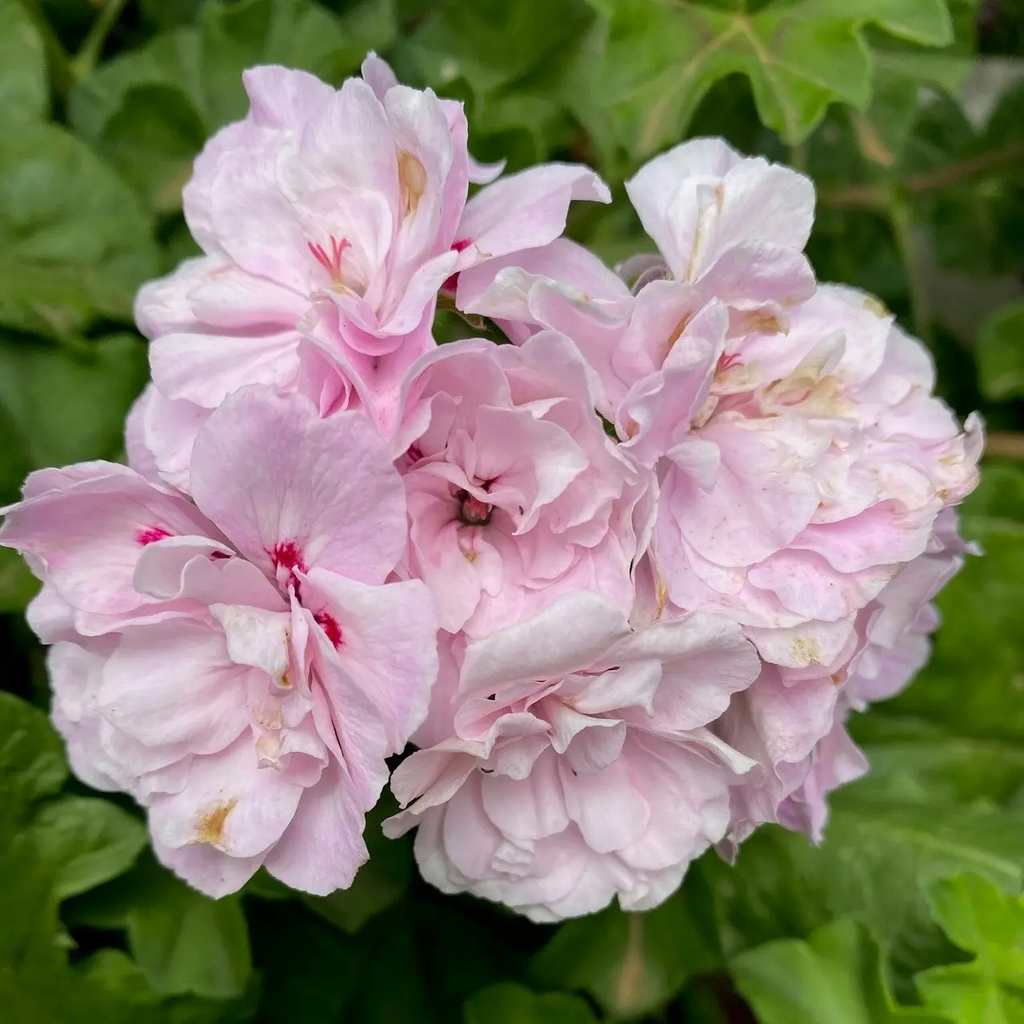 Pelargonium peltatum Ivy Geranium - 2 Unrooted Cuttings, 6"+ - White-Pink Double Blooms