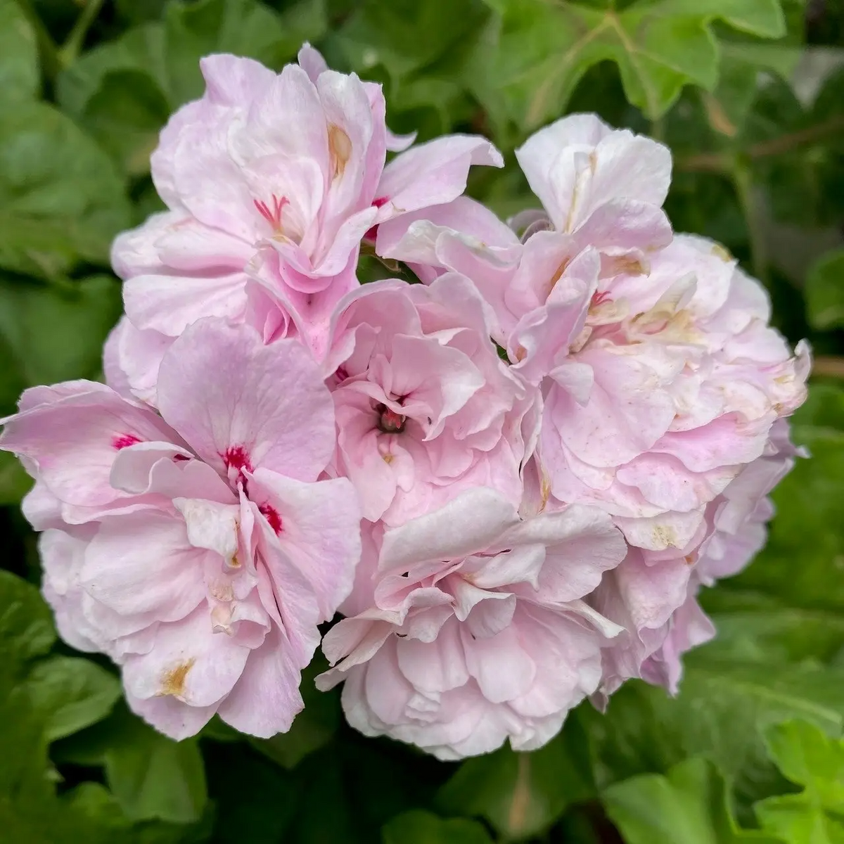 Pelargonium peltatum Ivy Geranium - 2 Unrooted Cuttings, 6"+ - White-Pink Double Blooms
