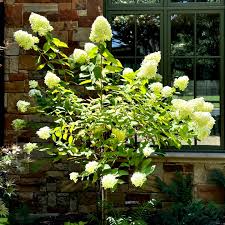 Limelight Hydrangea Cuttings (6-Rooted) Hydrangea paniculata 'Limelight' — 6-10 Inch, Zones 3-8