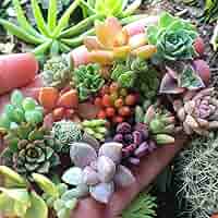 200 Mixed Succulent Seeds - Rare Echeveria, Sedum, Lithops Collection (Non-GMO)