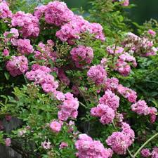 Peggy Martin Rose 5 Cuttings (7-8") – Climbing Rose, Thornless, Disease Resistant