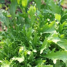 Mizuna Spinach Early Seeds (500 mg) Brassica rapa - Heirloom, Fast-Growing Greens