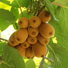 Hardy Kiwi Cuttings - 8 Unrooted Actinidia arguta Vines (Geneva3, Anna, Issai, Meader)