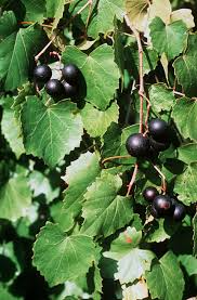 Muscadine Grape Vine Cuttings (Vitis rotundifolia) - 12 Live Clippings, Zones 7-10