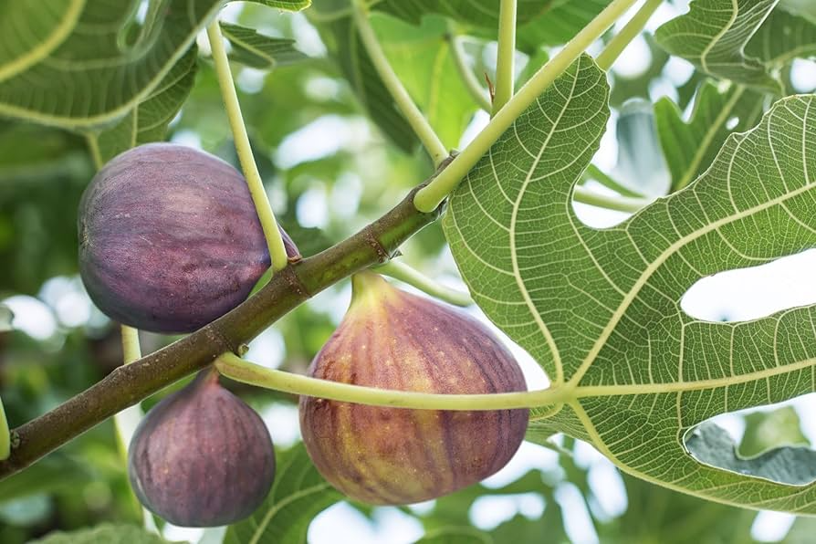 Olympian Fig Trees (Ficus carica) - 3 Live Starter Plants, Cold-Hardy Edible Fruit