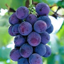 Vitis vinifera 'Kyoho' Grape Cuttings - 6 Hardwood Stems (Kyoho Grape) USDA Zones 6-9