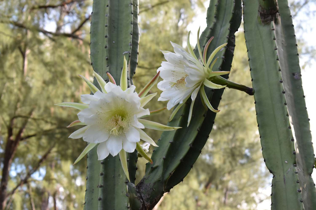 Queen of the Night Cactus Cutting Epiphyllum oxypetalum - Unrooted 3-Leaf Cutting