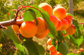 Manchurian Apricot Unrooted Hardwood Cuttings (Prunus armeniaca) - 6 Pcs for Grafting