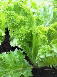 Mustard Southern Giant Curled Seeds (Brassica juncea) - 500 Seeds for Planting