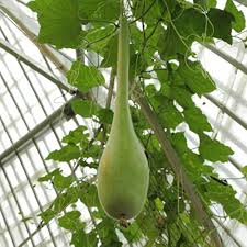 Long Bottle Gourd Seeds (Lagenaria siceraria) - 35 Non-GMO, High Yield, Fast Growing