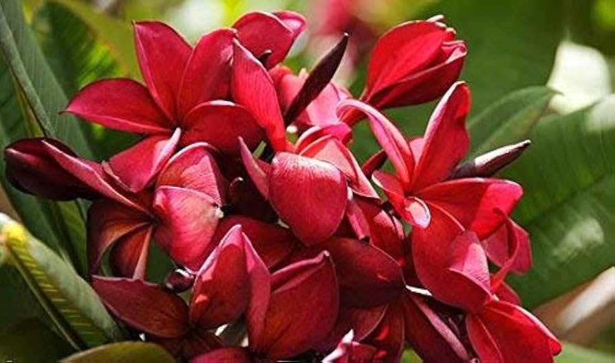 Plumeria Wildfire Red Cuttings - Rare Unrooted, 9-12" Tall, Fragrant Frangipani