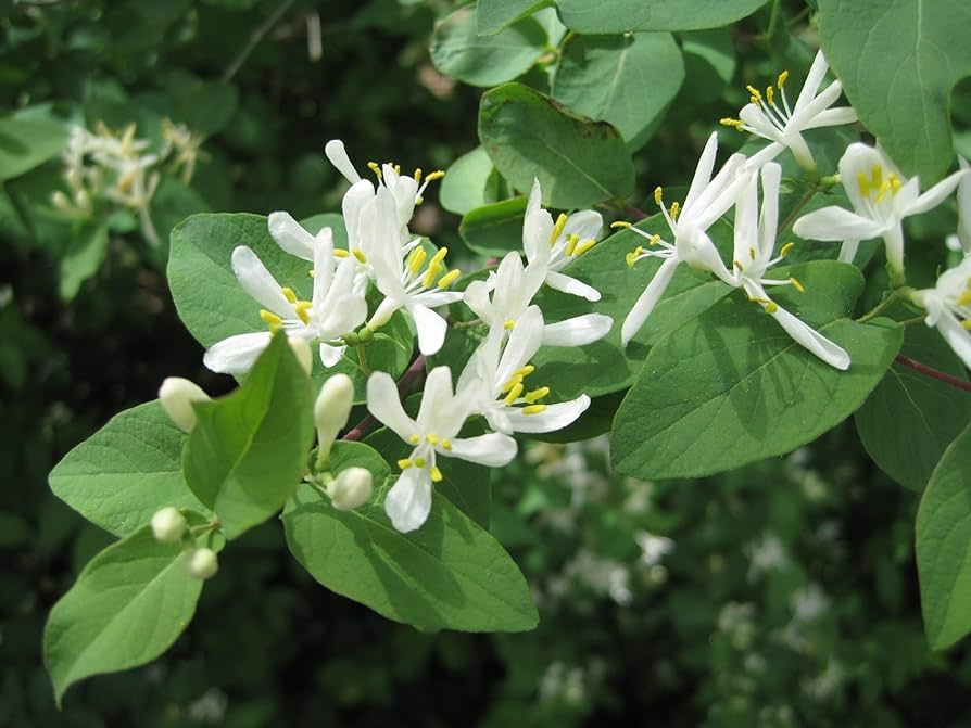50 European Fly Honeysuckle Vine Seeds - Lonicera xylosteum, Native Perennial White Honeysuckle