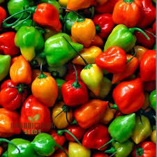 Habanero Pepper Seeds (Capsicum chinense) - 30 Non-GMO Seeds for Salsas & Hot Sauces