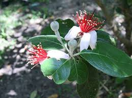 Pineapple Guava Tree Cuttings (Acca sellowiana) - Self-Fertile, Zones 8-11