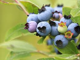 Austin Blueberry Live Cuttings (5-8") | Unrooted Scions for DIY Propagation