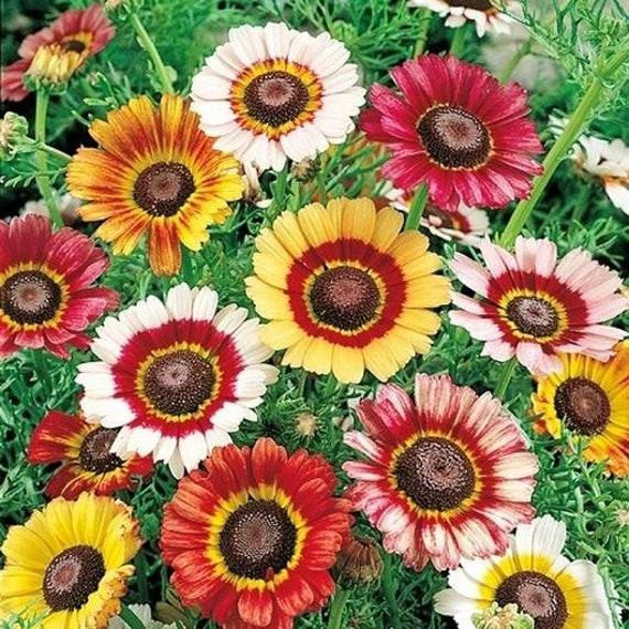 Painted Daisy Seeds (Chrysanthemum coccineum) - 100 Seeds for Pollinator Gardens