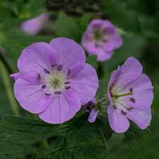 Geranium maculatum Cranesbill Wild Geranium Bare Root Plants - 10, Pollinator-Friendly Shade Perennial