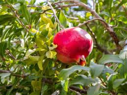 Pomegranate Unrooted Cuttings 6-8" (4) Punica Granatum - For Rooting & Propagation