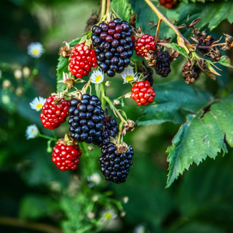 Organic Unrooted Thornless Blackberry Cuttings (10) Rubus fruticosus 5"-8"