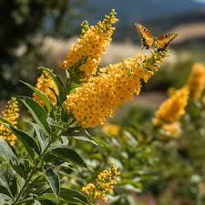 Buddleja davidii Yellow Butterfly Bush Live Plant - Deciduous Shrub, Fragrant Yellow Blooms, Zones 5-9