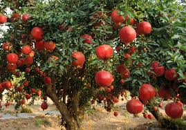 25 Pomegranate Seeds (Punica granatum) – Edible Tropical Fruit, Easy to Grow