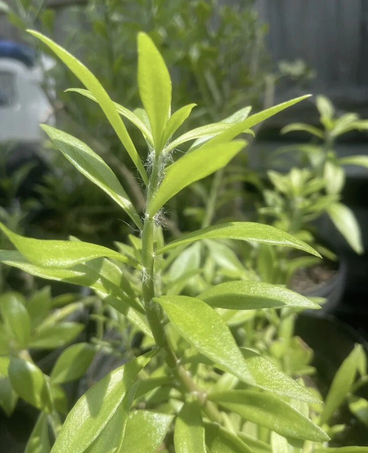 Pereskiopsis Cuttings - 10 Unrooted 2-4" Grafting Stock Stems (USDA 10-12)