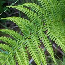 Lady Fern (Athyrium filix-femina) Bare Root Plants – Set of 5, Shade Moisture