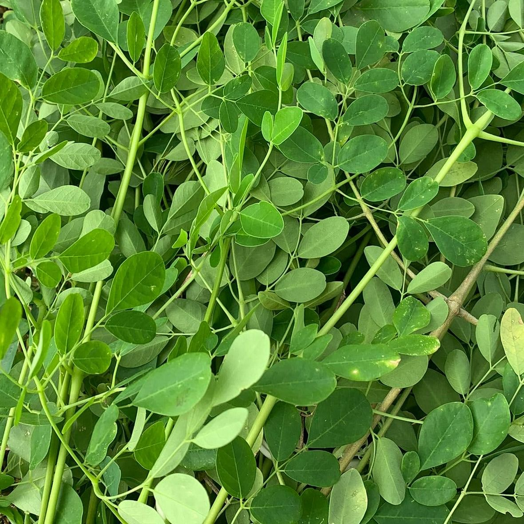 Moringa Oleifera Cuttings - 5 Count | Organic, Florida Grown
