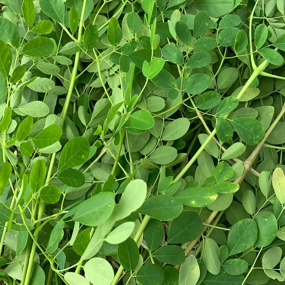 Moringa Oleifera Cuttings - 5 Count | Organic, Florida Grown