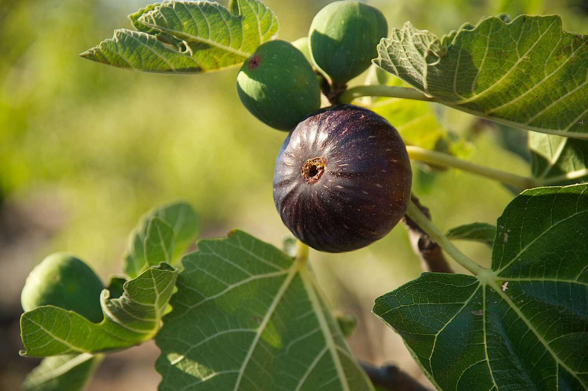 Violetta Fig Tree Cuttings - Cold Hardy, Large Sweet Figs, Propagation Ready